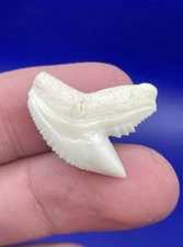 Quality White Modern 0.96” Tiger Shark Tooth