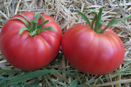 10 graines de tomate ancienne Khula Uri d'Adzhari rustique goût très agréable - Picture 2 of 12