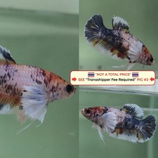 Live Betta Fish Thailand -- Candy Dumbo HMPK Female
