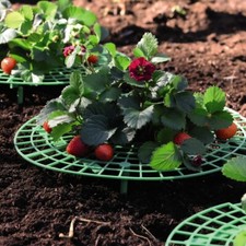 Strawberry Support Frame Weatherproof Durable Plastic 1, 5 or 10 x Supports T&M