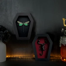 Coffin Frame Real Damselfly Green Dragonfly Shadow Box Insect Taxidermy Wall Art