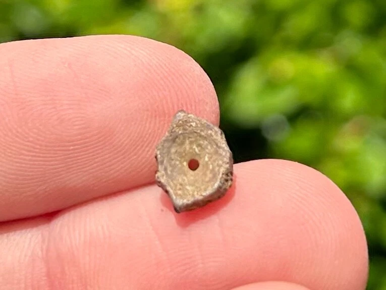 Dinosaur Age Fossil Vertebrae Hell Creek Formation Reptile Amphibian Fish - Image 4 of 4
