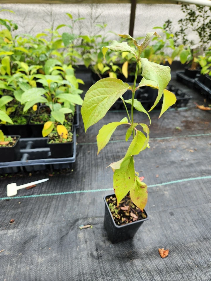 2 White Dogwood Trees(Cornus Florida) 4" container - Image 2 of 2