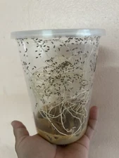 Flightless Fruit Fly Culture (Drosophila Hydei) Live Feeders Free Shipping