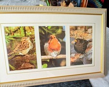 NICE 3 BIRD FRAMED PRINT NICE FRAME PURCHASED CHANAMIA IN SOUTHPORT