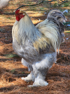 #ad 6 Large Breed Brahma Hatching Eggs Variety of color $50.00