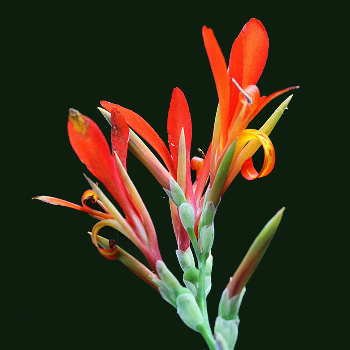 Canna indica Seed 15 Red Canna indica Seeds India shot Flower Seed