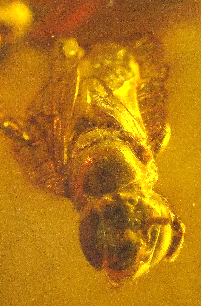 Super RARE Beautiful Bee Family Xylocopinae in Baltic Amber Fossil Gemstone