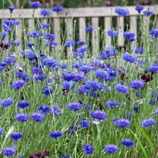 250 BACHELOR BUTTON DWARF BLUE SEEDS CORNFLOWER FRESH FOR YOUR FLOWER GARDENS