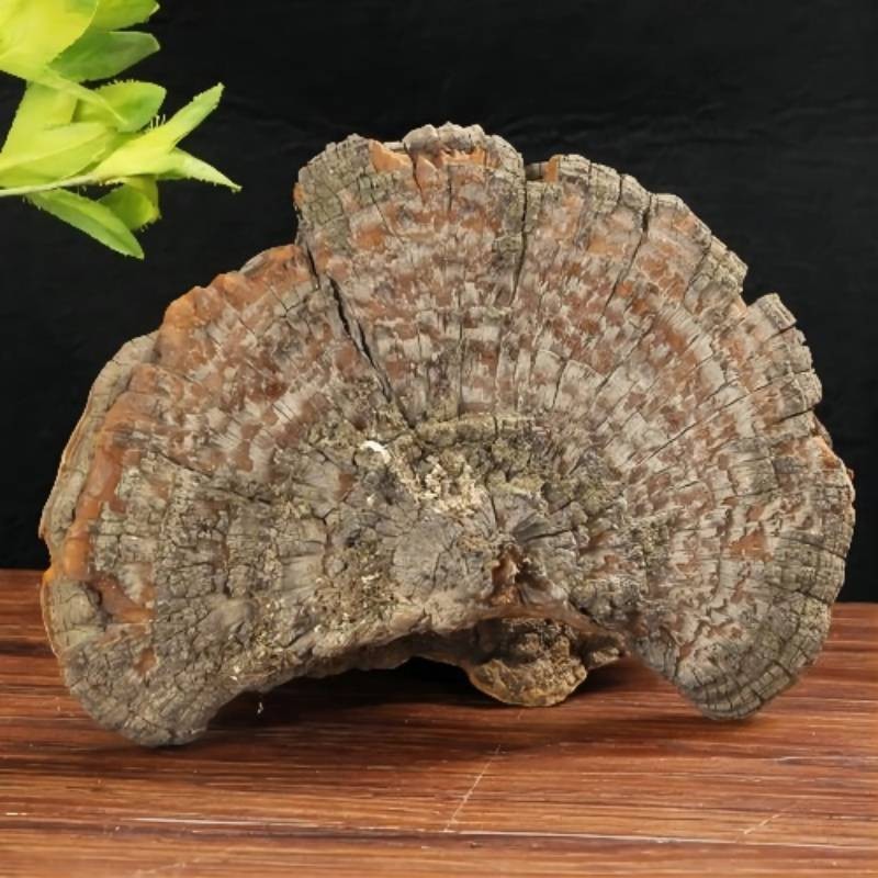 Huaier Pilz Extrakt 1 Kilo Trametes robiniophila 30% Polysaccharide