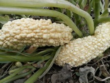 Zucchine Rogosa Friulana - Zucca - Zucca 5+ semi - Semi - Semi C 056