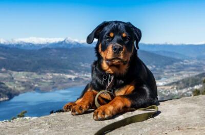 ROTTWEILER GLOSSY POSTER PICTURE PHOTO PRINT dog german pup cool rott ...