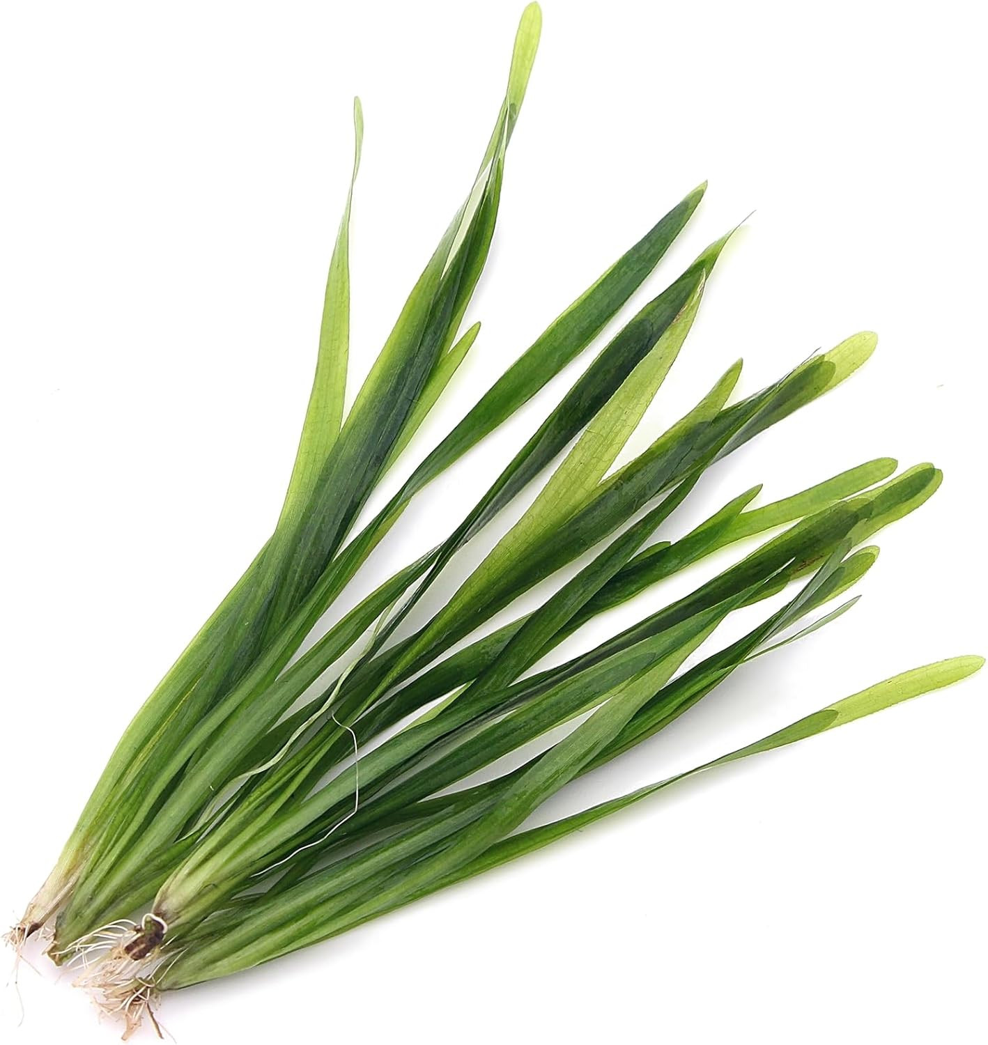 K2AQUA 5 X Vallisneria Americana Vallis Live Aquarium Plants Aquatic Grass Ideal