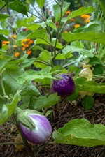 Rosa Bianca Eggplant Seeds, NON-GMO, Marbled Lavender Ivory, Heirloom, FREE SHIP