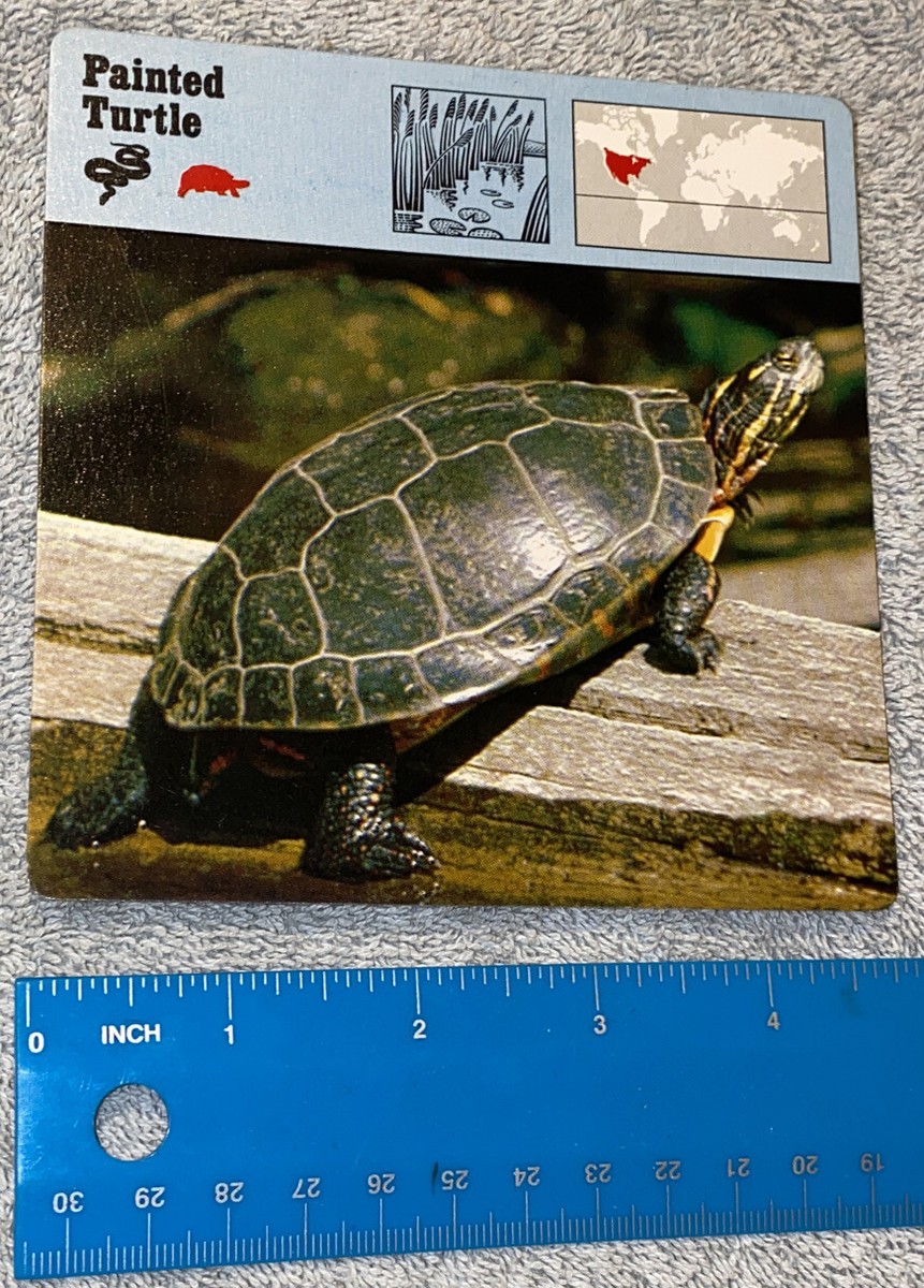 ★Original ART ‘Turtle’ Baby_Turtle_shtpwn.jpg