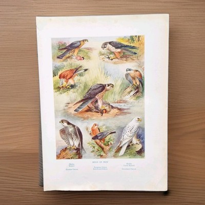 Vintage 1930er Britische Greifvögel Buchdruck Vogel Kunst Bild von Roland Green