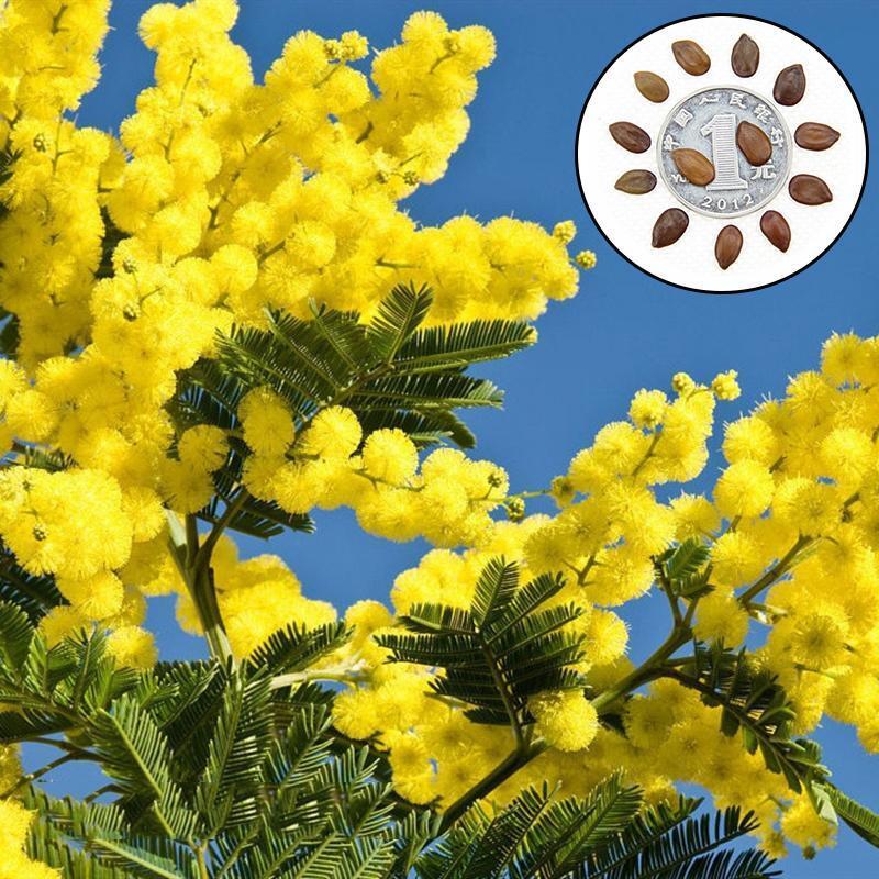 Acacia confusa FORMOSA WATTLE 50 Seeds SOUTHEAST ASIA TREE Acacia confusa FORMOSA WATTLE 50 Seeds SOUTHEAST ASIA TREE