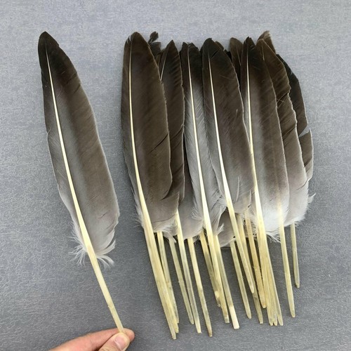 Plumas de faisán naturales pluma de ala de pato 30-35 cm/12-14 pulgadas para joyería hágalo usted mismo - Imagen 2 de 12