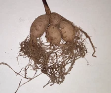 Dahlia Tubers Cluster - 4 pack, Garden Flowers, Pollinator Food,  FRESH