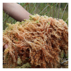 Irish Sea Moss Capsules | Organic Chondrus Crispus | Mineral Wellness