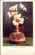 Sego Lily Utah's State Flower Unposted UDB Postcard