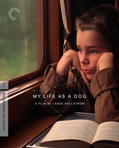 My Life as a Dog (The Criterion Collection) (Blu-ray) - Foto 2 di 5