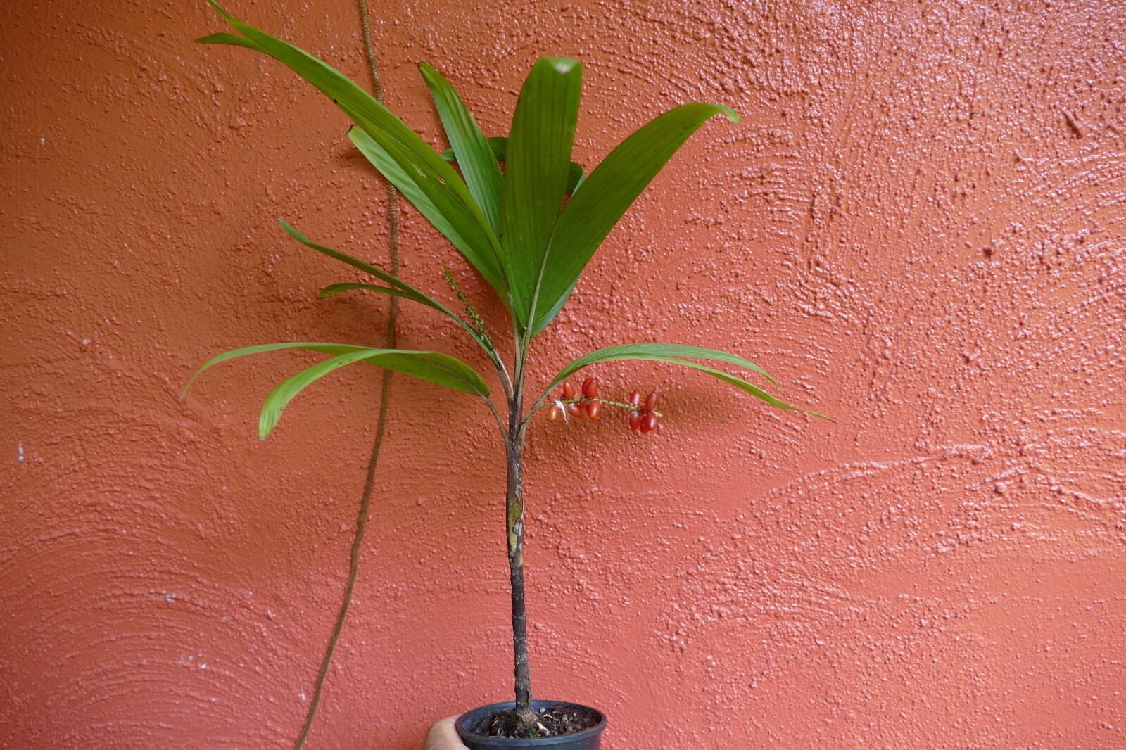 Picture 7 of 7