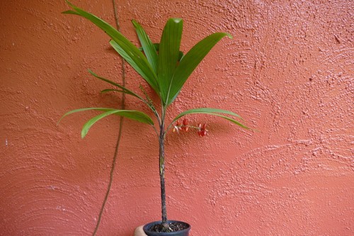 Dypsis minutes MADAGASCAN MINIATURE PALM - Picture 7 of 7
