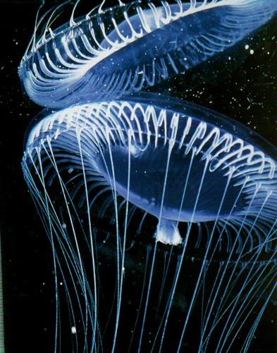 Abyss Marine Sea Monsters Deep Ocean Creatures Sharks Whales Giant Squid  150 Pix