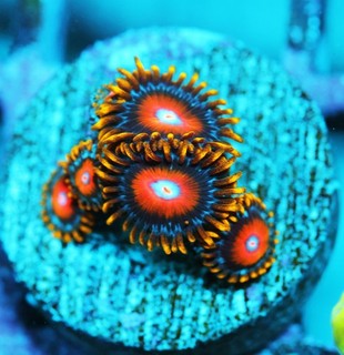 Super Saiyan Zoa Frag Zoanthids Zoa Paly SPS LPS Corals WYSIWYG