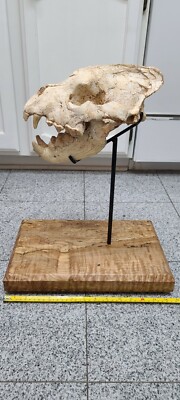 DINOSAUR FOSSIL DINOCROCUTA Juvenile!!  Extremely Rare Hyena Skull Ice Age