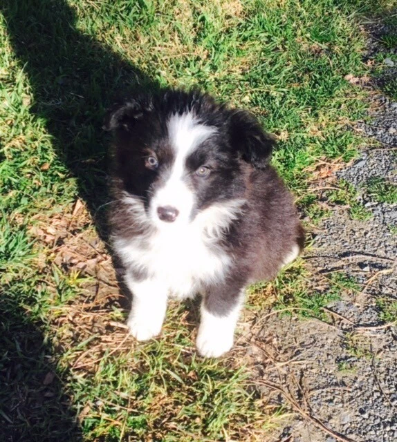 Border Collie Puppy Dogs Puppies Gumtree Australia Bowral Area Bundanoon 1253142924
