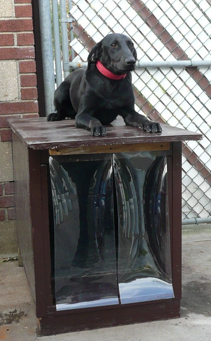 Vinyl top dog door