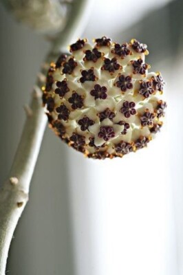 80002421 Hoya Kerrii Wachsblume Kletterpflanze 5 Samen