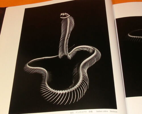 REAL BONES Beauty of Skeleton and Functional book animal snake bird fish #0837