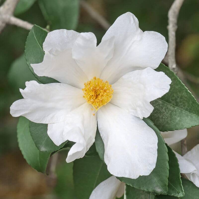 10 Graines de Théier à Huile Camellia oleifera Semis Facile