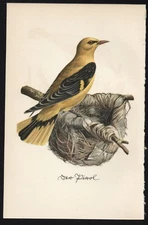 1935 Vintage German Bird & Nest Print The Eurasian Golden Oriole