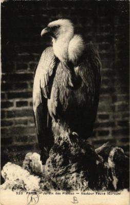 CPA AK PARIS (5e) Jardin des Plantes. Vautour Fauve (601768)