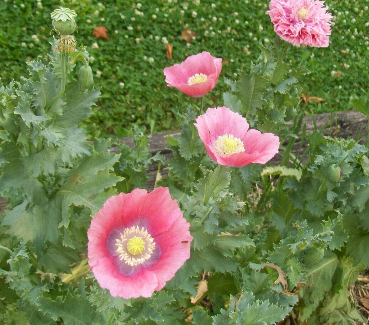 Heirloom Pink Poppy Seeds, from my 2023 Indiana Homestead Garden, USA