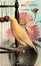 Musical Notes Canary Song Bird Cage Daisy Vase Botanical Fantasy Postcard E25