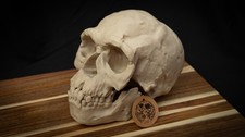 Jebel Irhoud Skull &ndash; Realistic 3D Printed Bone Model for Display