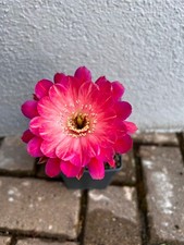 Trichocereus-Echinopsis-Lobivia BS 2020-7517 REX 010