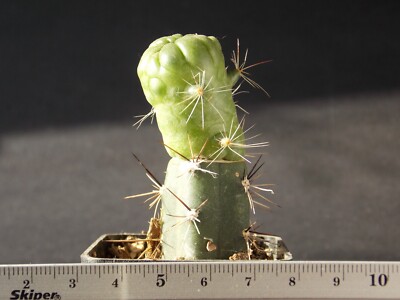 3-61. Mammillaria bocasana cv. ''FRED'' (Grafted)