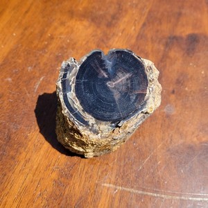 Blue Forst Petrified Wood Limb Cast