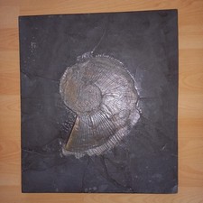 Schieferplatte - Ammonit zum aufhängen - 48x41,5 cm - 15,4 kg   Jura-Ölschiefer 