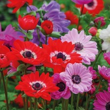 Anemone 'St Brigid' Doubles Hardy Flowering Garden Plant Bulbs -