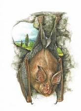 Mały nos podkowy nietoperze - obraz z nadrukiem artystycznym - 25,5 x 17,5 cm