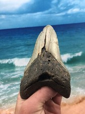 MEGALODON Fossil Giant Shark Teeth Ocean No Repair 5.79