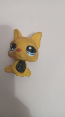 Yellow Pug