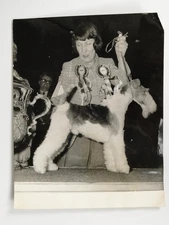 Crufts Supreme Champion Wire Fox Terrier Harrowhill Huntsman Ted Howles 1976